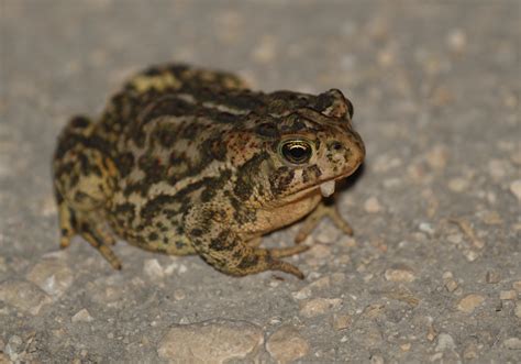 Canadian Toad (Saskatchewan Herptiles) · BioDiversity4All