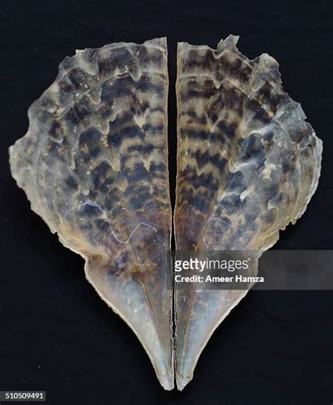 168 Angel Wing Shell Stock Photos, High-Res Pictures, and Images - Getty Images