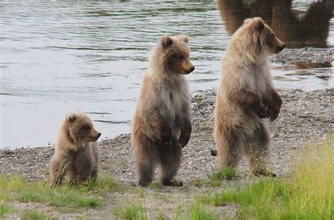 the three bears.. brooks lodge Alaska | Brown bear, Bear, Animals wild