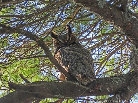 Great Horned Owl Nest