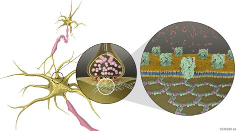 Diagram showing the structure of the GABAergic synapse. Left: GABAergic ...