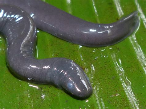 Aquatic Caecilian – Life List Blog Posts