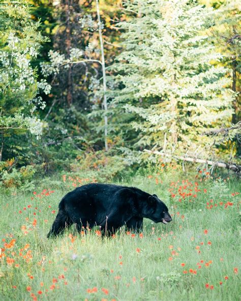 Moments from Canada | Maligne lake, Animals wild, In this moment