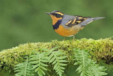 Meet the Thrush Bird Family of Songbirds - Birds and Blooms