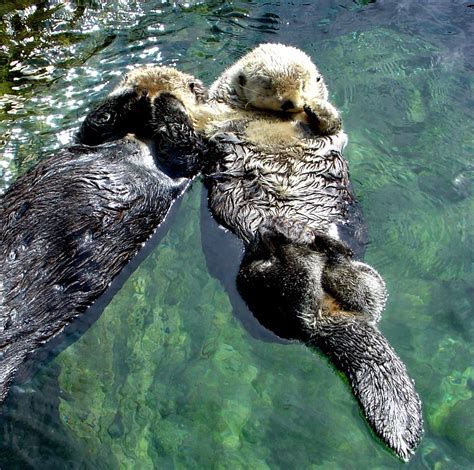 Cuteness of the Day: Sea otters hold hands while sleeping in the water ...