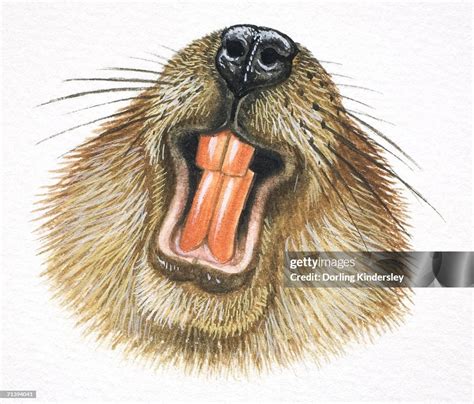 American Beaver Castor Canadensis Beaver Showing Its Teeth High-Res ...