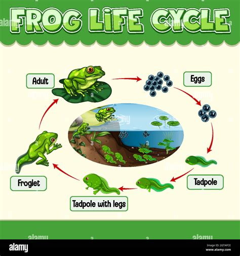 Human life cycle diagram hi-res stock photography and images - Alamy