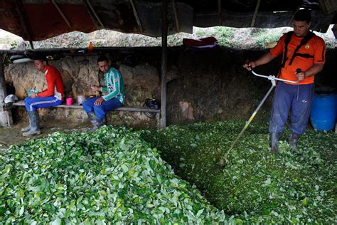 FARC cocaine production in Colombia coca paste - Business Insider