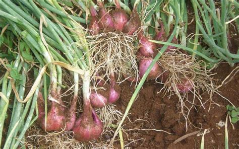 Panduan praktis budidaya bawang merah - ALAM TANI