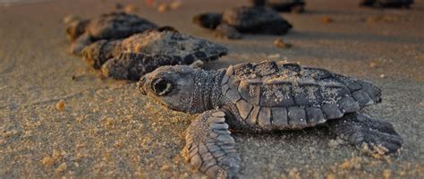 Sri Lanka: Sea Turtle Conservation | Global Nomadic