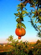 Punica granatum Seeds ,Pomegranate Fruit Seeds.