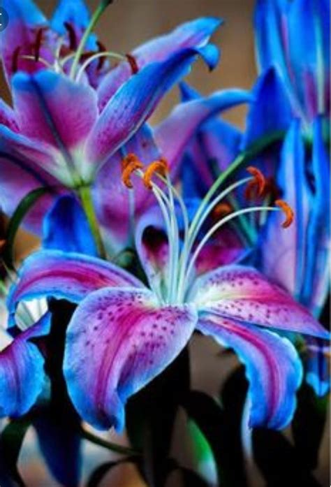 Blue Stargazer Lily Tattoo