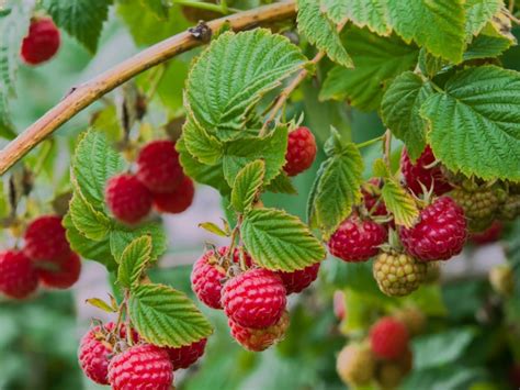 ItSaul Raspberry Bush • Just Fruits and Exotics