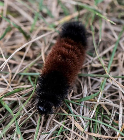 Banded Woolly Bear Caterpillar – Great Parks of Hamilton County Blog