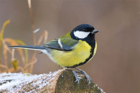 Photo Oiseaux #photo #animaux #animal | Photo oiseau, Oiseaux, Mésange charbonnière