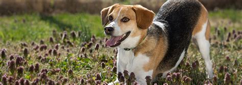 The Beagle As A Hunting Hound | PEDIGREE®