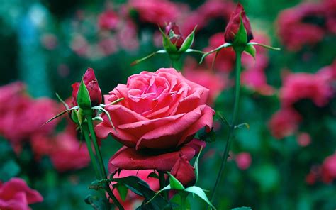 Download Nature Rose HD Wallpaper