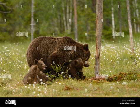 Female brown bear with cubs in the forest and swamp of mid Finland near the Russian border Stock ...