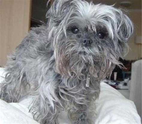 Affenpinscher - monkey terrier - Dog Breed Info images, videos, FAQs