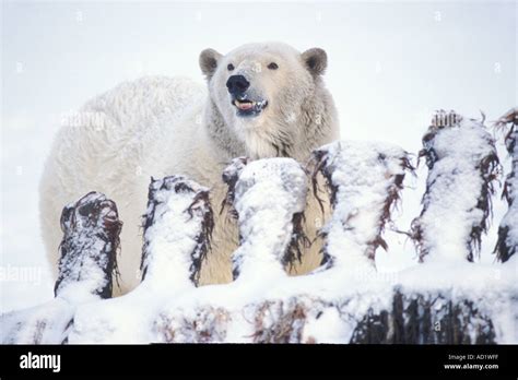 polar bear Ursus maritimus growls its claim to food a Bowhead whale Balaena mysticetus Arctic ...