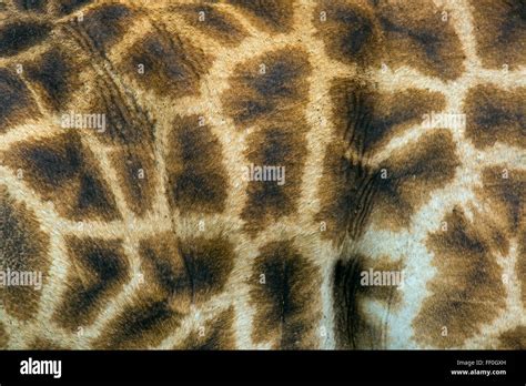 Cape Giraffe Giraffa camelopardalis coat pattern Stock Photo - Alamy