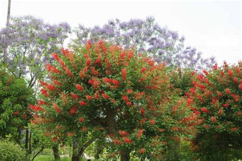 Erythrina crista-galli (Common Coral Tree)