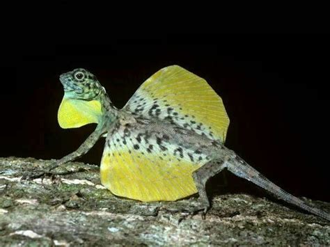 Draco lizards | Flying lizard, Lizard, Reptiles and amphibians