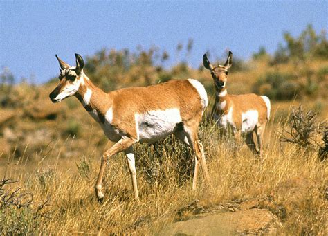 WILDLIFE CROSSINGS IN THE US – Give Wildlife a Brake