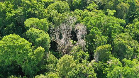 Sturdy as they are, giant trees are particularly susceptible to these ...