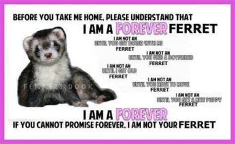 Ferret Love Quotes. QuotesGram