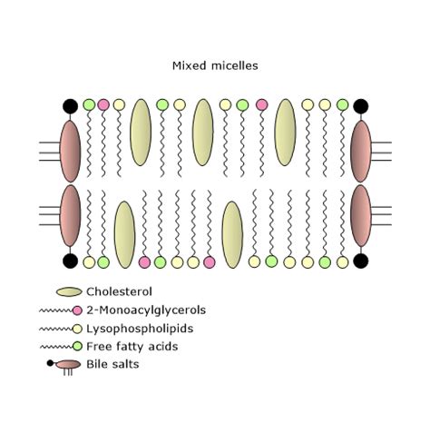 Lipid absorption: steps and transport mechanisms - Tuscany Diet