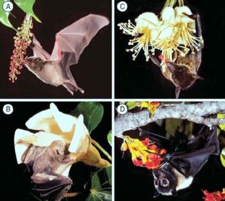 The evolution of bat pollination