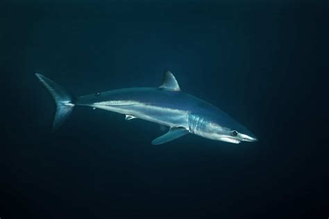 Discover the Largest Mako Shark Ever Recorded - A-Z Animals