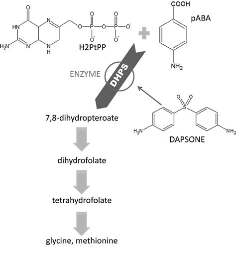 Antimicrobial mechanism of dapsone. DDS: 4,4'-diamino- diphenylsulfone;... | Download Scientific ...