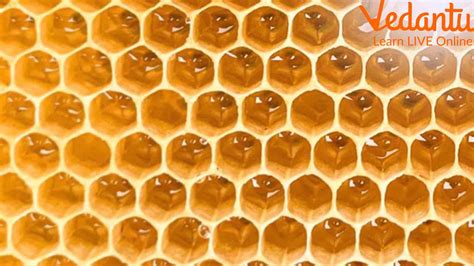 How do Honeybees Make A Honeycomb? Read the Blog To Learn More