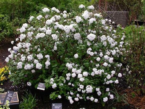 Carlesii FRAGRANT Viburnum 2.5 Pot | Etsy