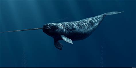 The Narwhal