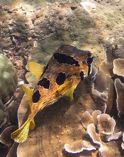 Underwater photo. Phuket Thailand. Coral reef and schools … | Flickr