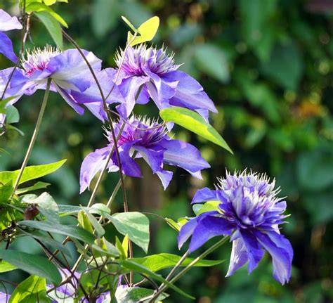 20 Beautiful Yet Poisonous Flowers You Should Only Plant with Caution ...