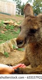 Kangaroo Teeth: Over 126 Royalty-Free Licensable Stock Photos ...