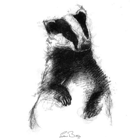 Original Badger sketch | SeanBriggs