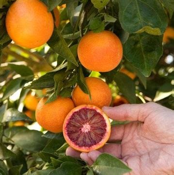 Blood Orange Seeds, 20pcs/pack – UrbanGardenSeed