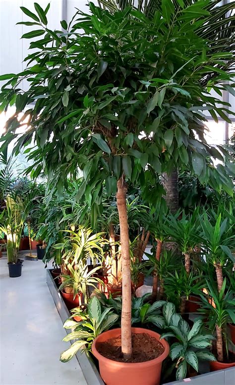 Ficus Benjamina | Online Indoor Plants