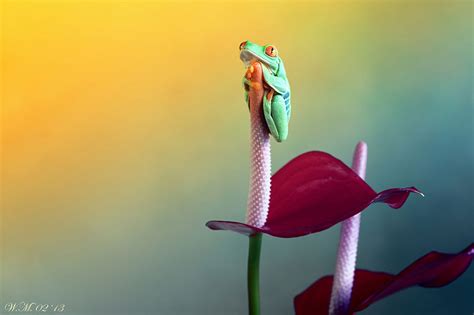 The Spellbinding World Of Frogs In Macro Photography By Wil Mijer | DeMilked