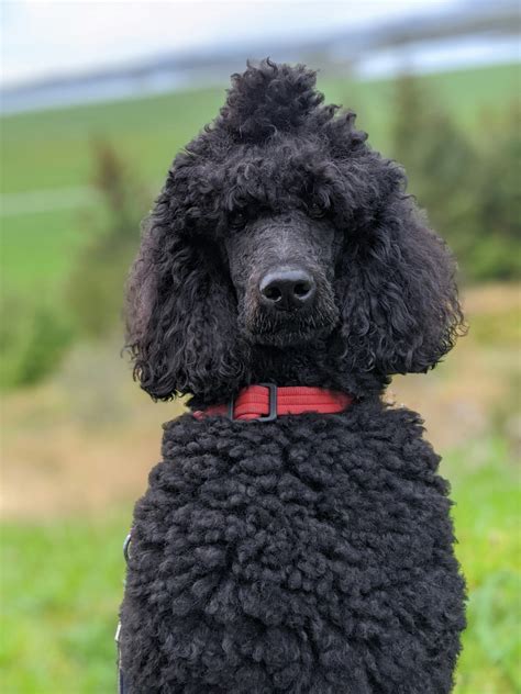 Meet The Black Poodle - Behavior, Appearance, and More