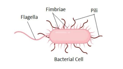 SOLUTION: Pili or fimbriae and functions of pilli - Studypool
