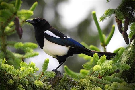 Magpie Symbolic Meanings and Magpie Meanings on Whats-Your-Sign