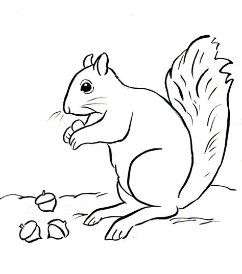 Squirrel Coloring Page | Art Starts