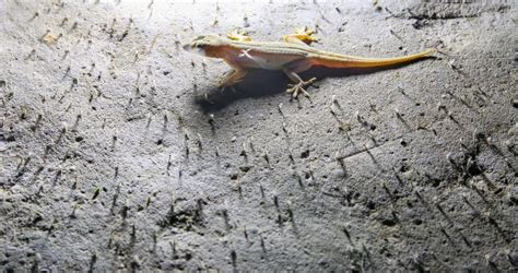 Lizard Eating Insects from Room Wall Stock Photo - Image of hunting ...