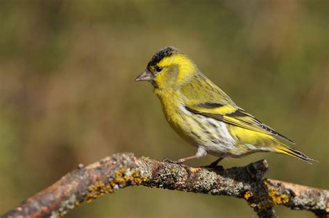 Pasión por las aves: Lúgano.(Carduelis spinus)